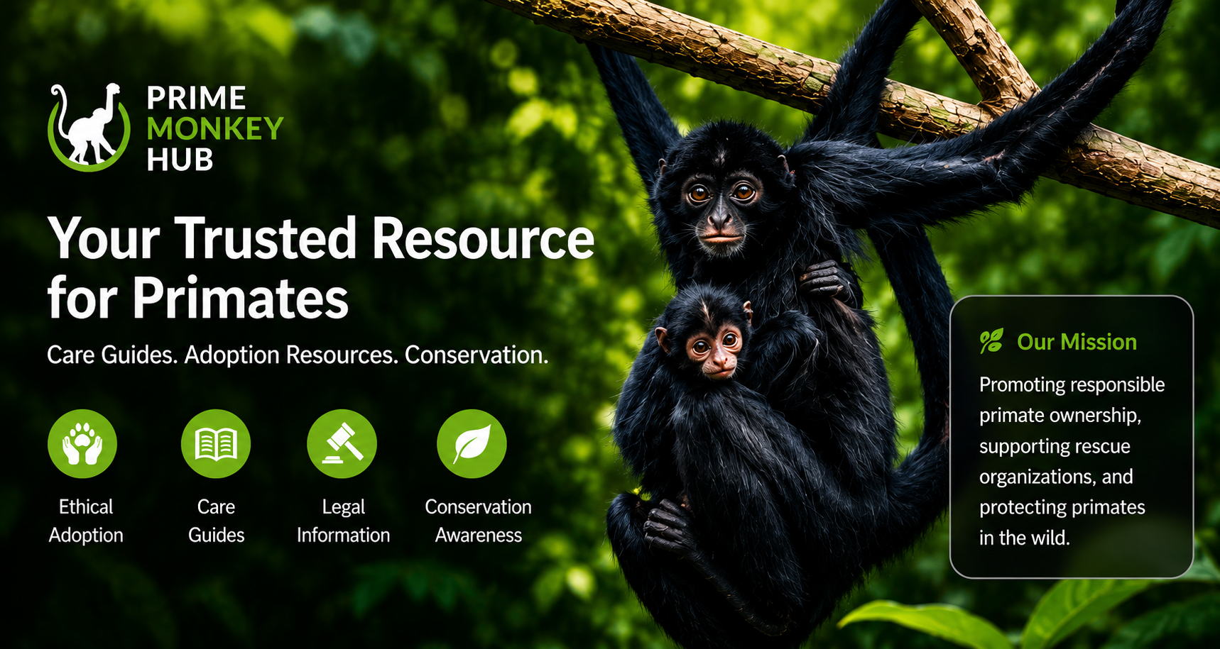 Spider monkey adoption guide Spider monkey sanctuary USA Capuchin monkey rescue USA Capuchin monkey Tennessee information Marmoset monkey ownership laws USA Marmoset monkey breeders USA Squirrel monkey care guide Exotic monkey adoption resources Monkey sanctuary programs Exotic primate education