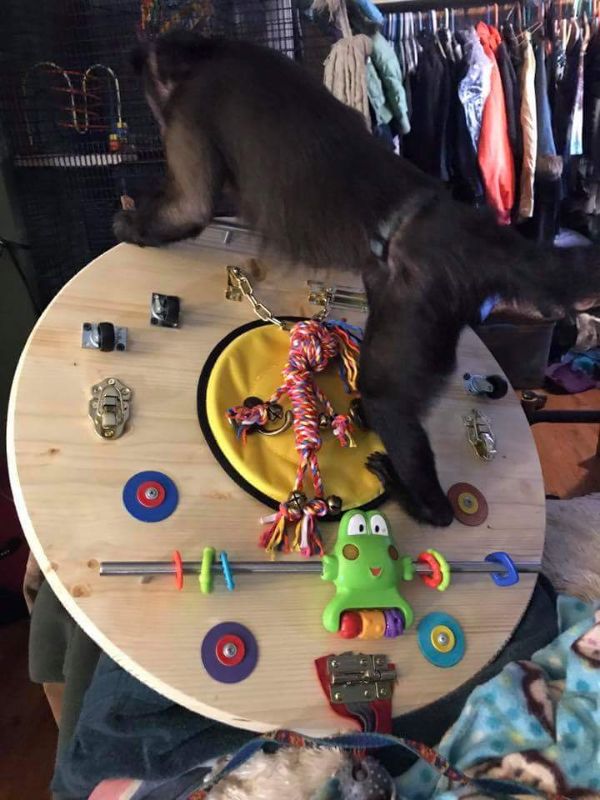 (Spider Monkey Adoption USA)/ ,Prime Monkey Hub)Activity board - learning \(Spider Monkey Adoption USA)/ ,Prime Monkey Hub)Activity board - learning