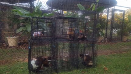 Primate Carriers (Spider Monkey Adoption USA)/ Prime Monkey Hub