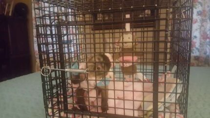 Primate Carriers (Spider Monkey Adoption USA)/ Prime Monkey Hub