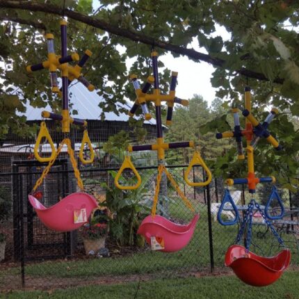 spider Monkey adoption in USA, Primate swing