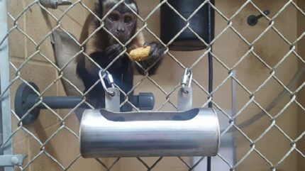 spider Monkey adoption in USA