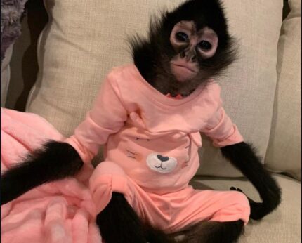 Spider monkey rescue adoption Adopt a rescued spider monkey Spider monkey sanctuary USA Spider monkey rehabilitation center Spider monkey conservation program