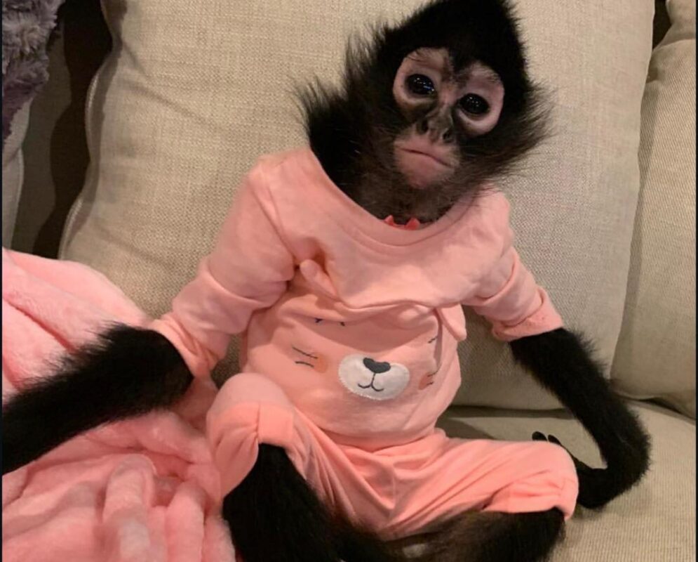Spider monkey rescue adoption Adopt a rescued spider monkey Spider monkey sanctuary USA Spider monkey rehabilitation center Spider monkey conservation program