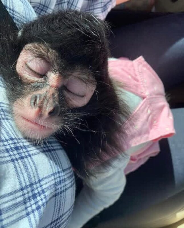 Spider monkey rescue adoption Adopt a rescued spider monkey Spider monkey sanctuary USA Spider monkey rehabilitation center Spider monkey conservation program