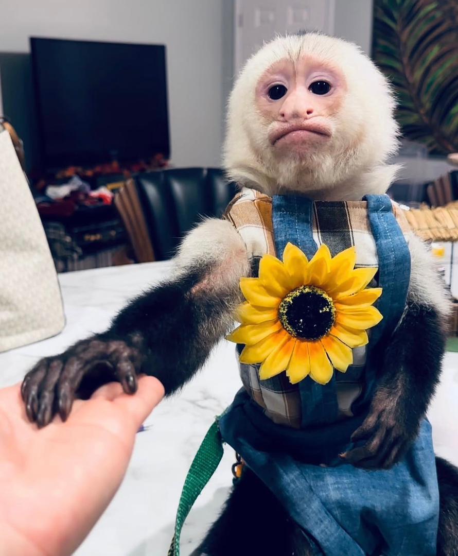 “Capuchin monkey rescue USA” • “Adopt a capuchin monkey” • “Capuchin monkey sanctuary near me” • “Capuchin monkey rehabilitation centers USA”