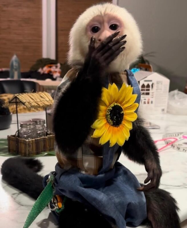 “Capuchin monkey rescue USA” • “Adopt a capuchin monkey” • “Capuchin monkey sanctuary near me” • “Capuchin monkey rehabilitation centers USA”