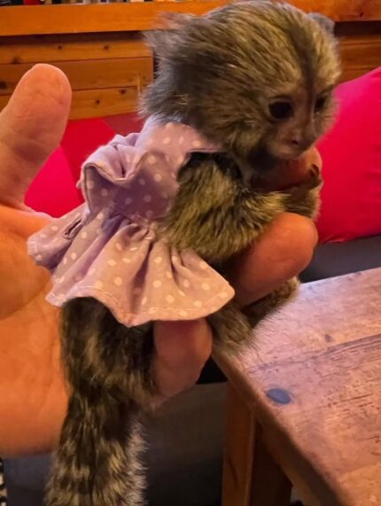 Spider monkey adoption guide Spider monkey sanctuary USA Capuchin monkey rescue USA Capuchin monkey Tennessee information Marmoset monkey ownership laws USA Marmoset monkey breeders USA Squirrel monkey care guide Exotic monkey adoption resources Monkey sanctuary programs Exotic primate education