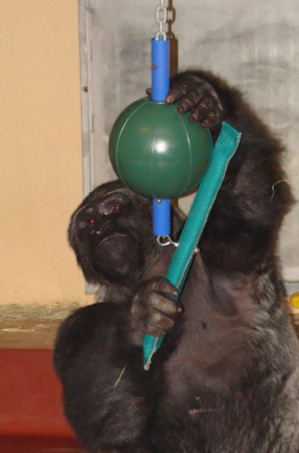 Bungie Ball Swing (3 Sizes), (Spider Monkey Adoption USA)/ ,Prime Monkey Hub