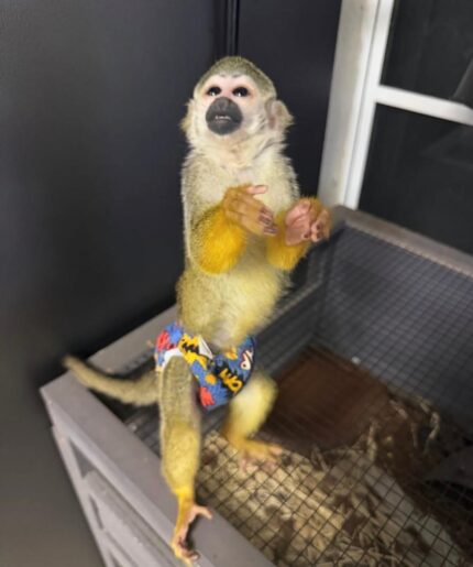 Pet squirrel monkey guide Squirrel monkey habitat Baby squirrel monkey Squirrel monkey care Squirrel monkey facts
