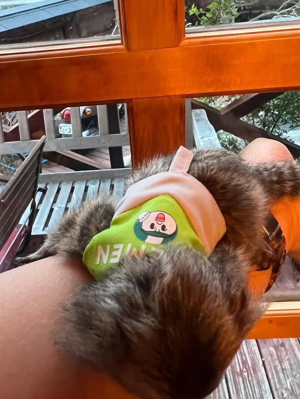 Wha Spider monkey adoption guide Spider monkey sanctuary USA Capuchin monkey rescue USA Capuchin monkey Tennessee information Marmoset monkey ownership laws USA Marmoset monkey breeders USA Squirrel monkey care guide Exotic monkey adoption resources Monkey sanctuary programs Exotic primate education