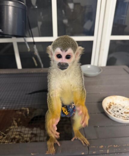 Pet squirrel monkey guide Squirrel monkey habitat Baby squirrel monkey Squirrel monkey care Squirrel monkey facts