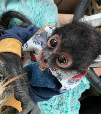 Spider monkey rescue adoption Adopt a rescued spider monkey Spider monkey sanctuary USA Spider monkey rehabilitation center Spider monkey conservation program