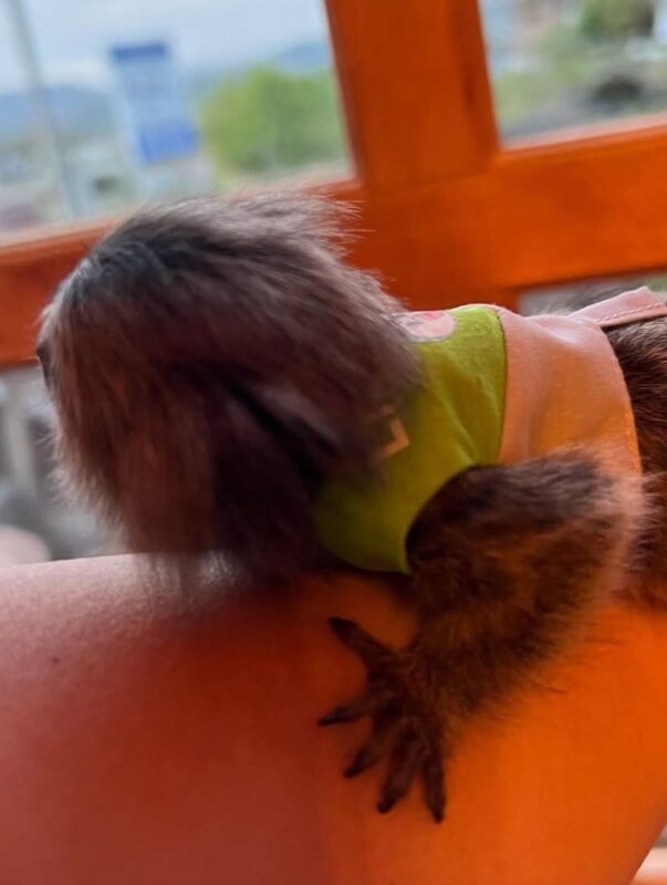 Spider monkey adoption guide Spider monkey sanctuary USA Capuchin monkey rescue USA Capuchin monkey Tennessee information Marmoset monkey ownership laws USA Marmoset monkey breeders USA Squirrel monkey care guide Exotic monkey adoption resources Monkey sanctuary programs Exotic primate education