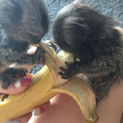 Marmoset Monkey (Male and Female)