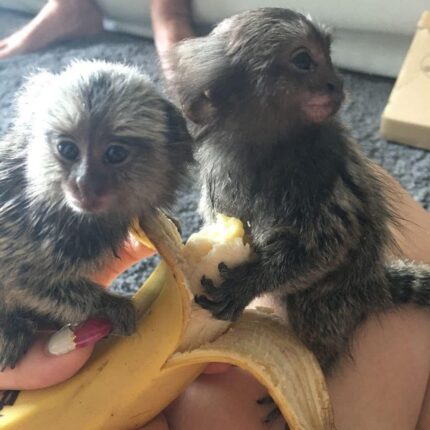 Marmoset Monkey (Male and Female)