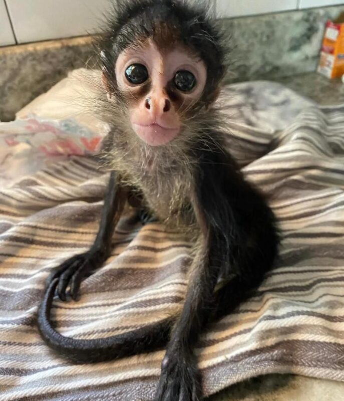 Spider monkey rescue adoption Adopt a rescued spider monkey Spider monkey sanctuary USA Spider monkey rehabilitation center Spider monkey conservation program