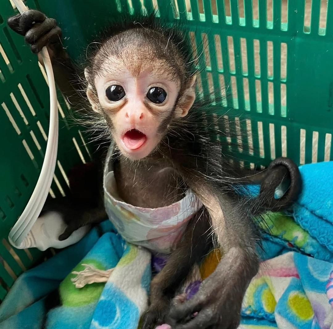 Spider monkey rescue adoption Adopt a rescued spider monkey Spider monkey sanctuary USA Spider monkey rehabilitation center Spider monkey conservation program