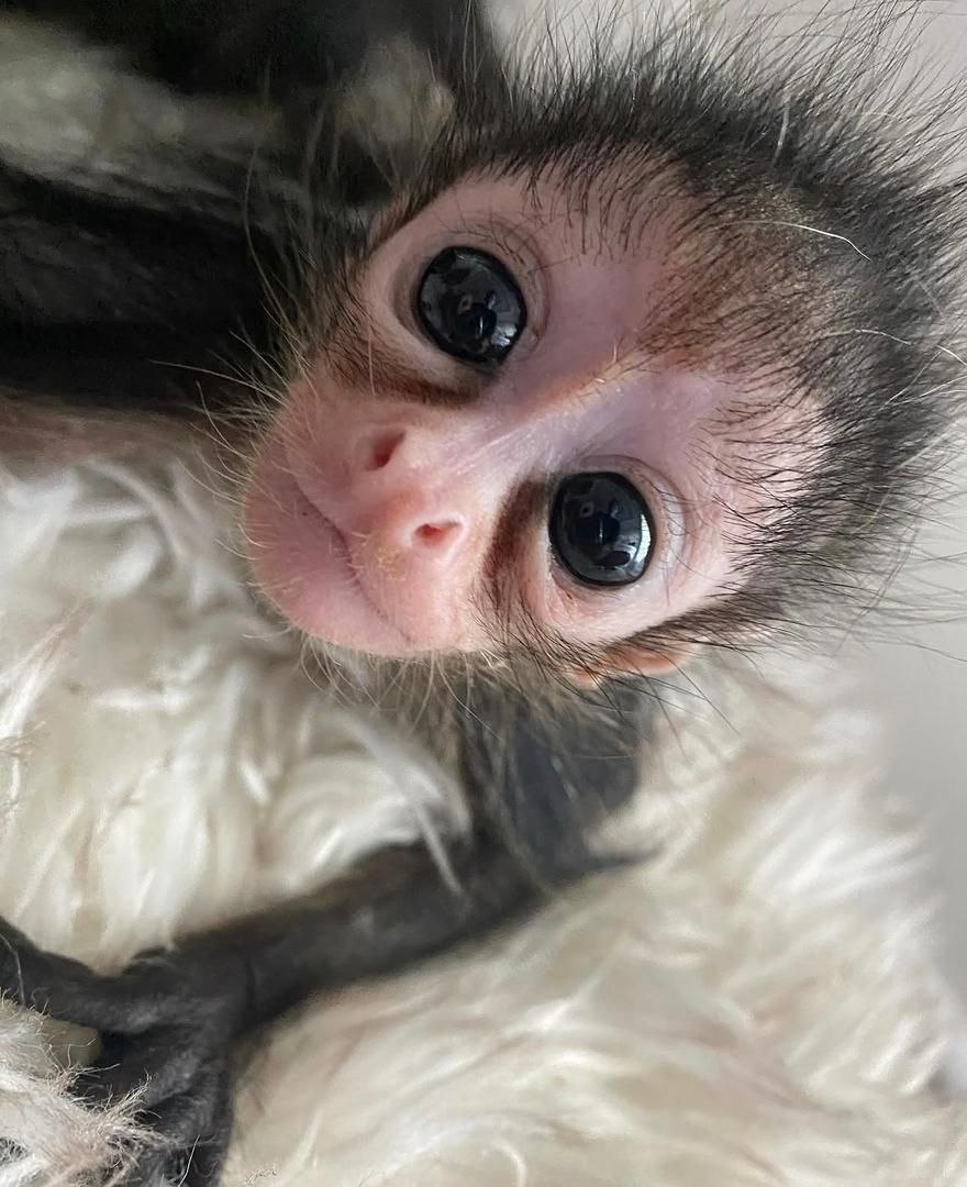 Spider monkey rescue adoption Adopt a rescued spider monkey Spider monkey sanctuary USA Spider monkey rehabilitation center Spider monkey conservation program Spider monkey rescue adoption Adopt a rescued spider monkey Spider monkey sanctuary USA Spider monkey rehabilitation center Spider monkey conservation program