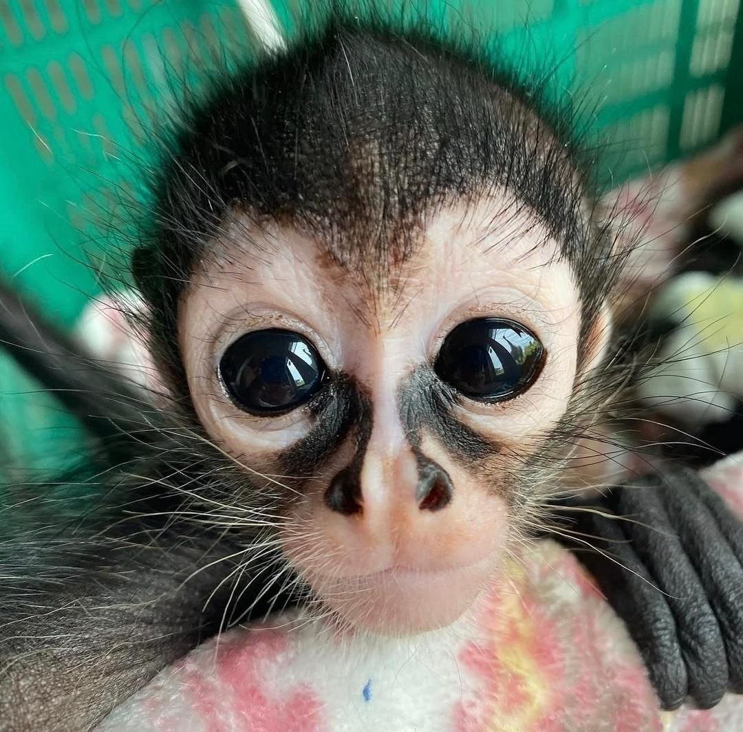 Spider monkey rescue adoption Adopt a rescued spider monkey Spider monkey sanctuary USA Spider monkey rehabilitation center Spider monkey conservation program Spider monkey rescue adoption Adopt a rescued spider monkey Spider monkey sanctuary USA Spider monkey rehabilitation center Spider monkey conservation program