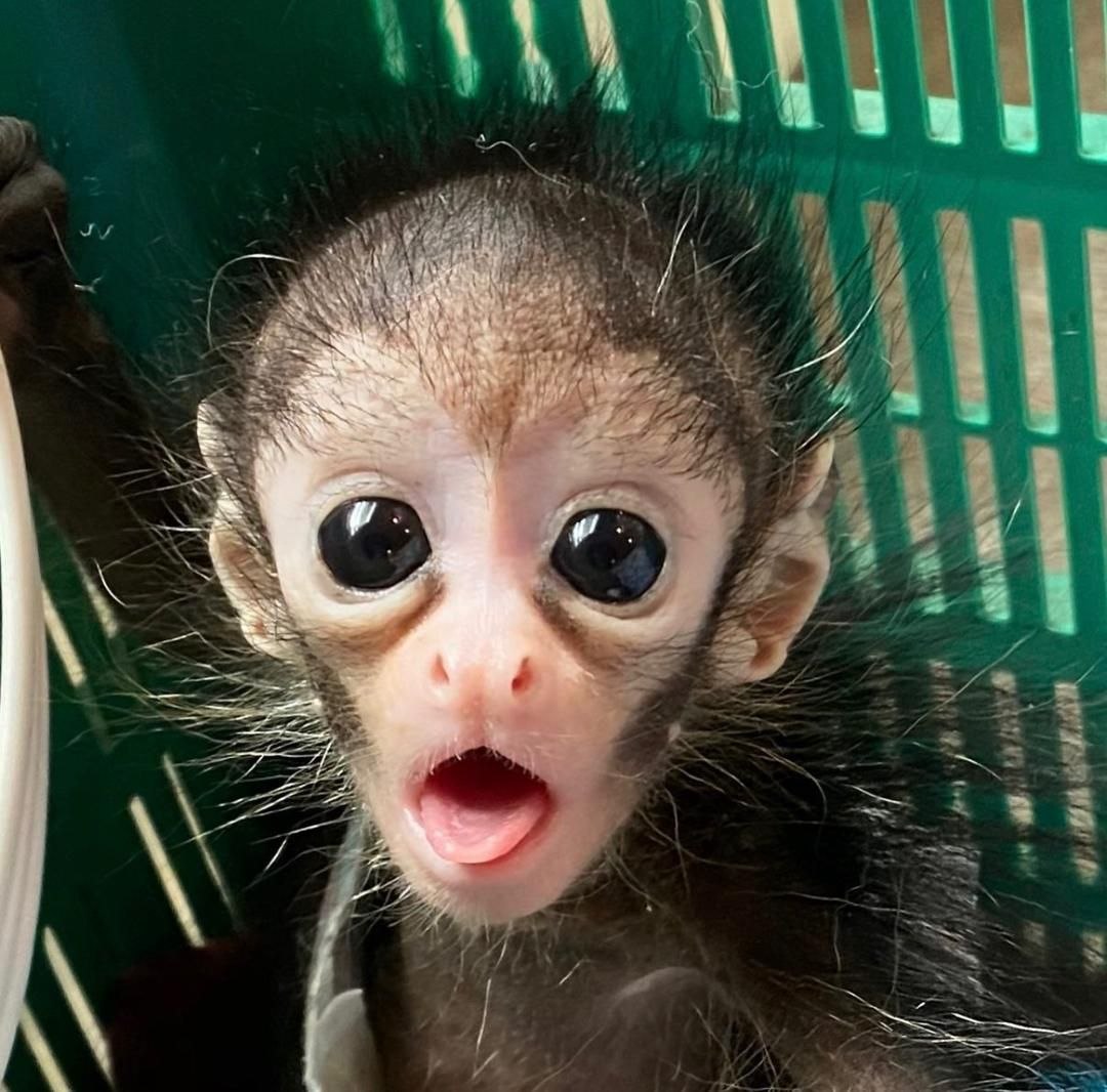 Spider monkey rescue adoption Adopt a rescued spider monkey Spider monkey sanctuary USA Spider monkey rehabilitation center Spider monkey conservation program Spider monkey rescue adoption Adopt a rescued spider monkey Spider monkey sanctuary USA Spider monkey rehabilitation center Spider monkey conservation program