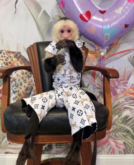 Spider monkey adoption guide Spider monkey sanctuary USA Capuchin monkey rescue USA Capuchin monkey Tennessee information Marmoset monkey ownership laws USA Marmoset monkey breeders USA Squirrel monkey care guide Exotic monkey adoption resources Monkey sanctuary programs Exotic primate education