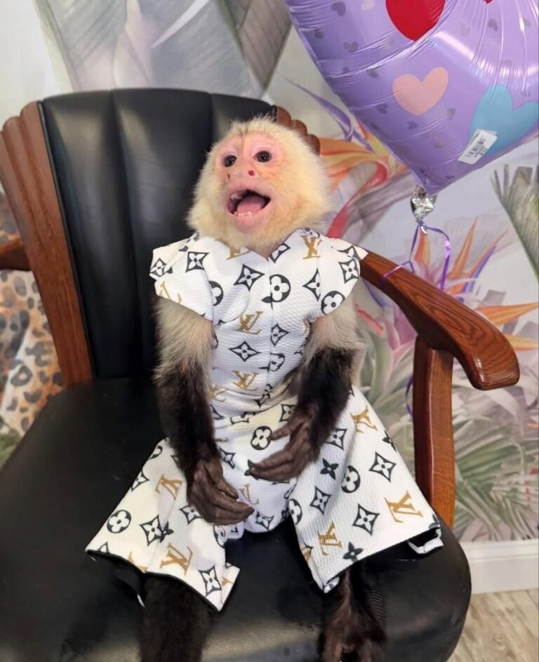 Capuchin monkey rescue USA Adopt a capuchin monkey Capuchin monkey sanctuary near me Capuchin monkey rehabilitation centers USA