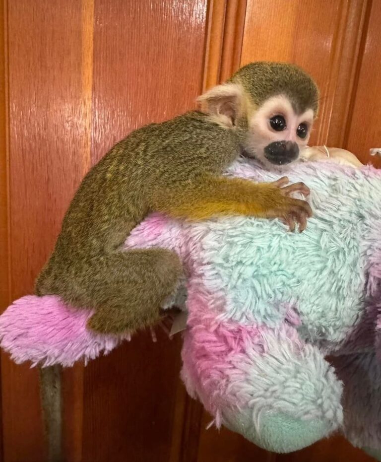 Pet squirrel monkey guide Squirrel monkey habitat Baby squirrel monkey Squirrel monkey care Squirrel monkey facts