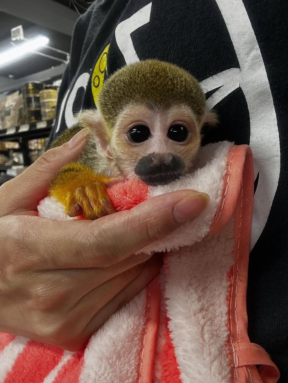 Pet squirrel monkey guide Squirrel monkey habitat Baby squirrel monkey Squirrel monkey care Squirrel monkey facts
