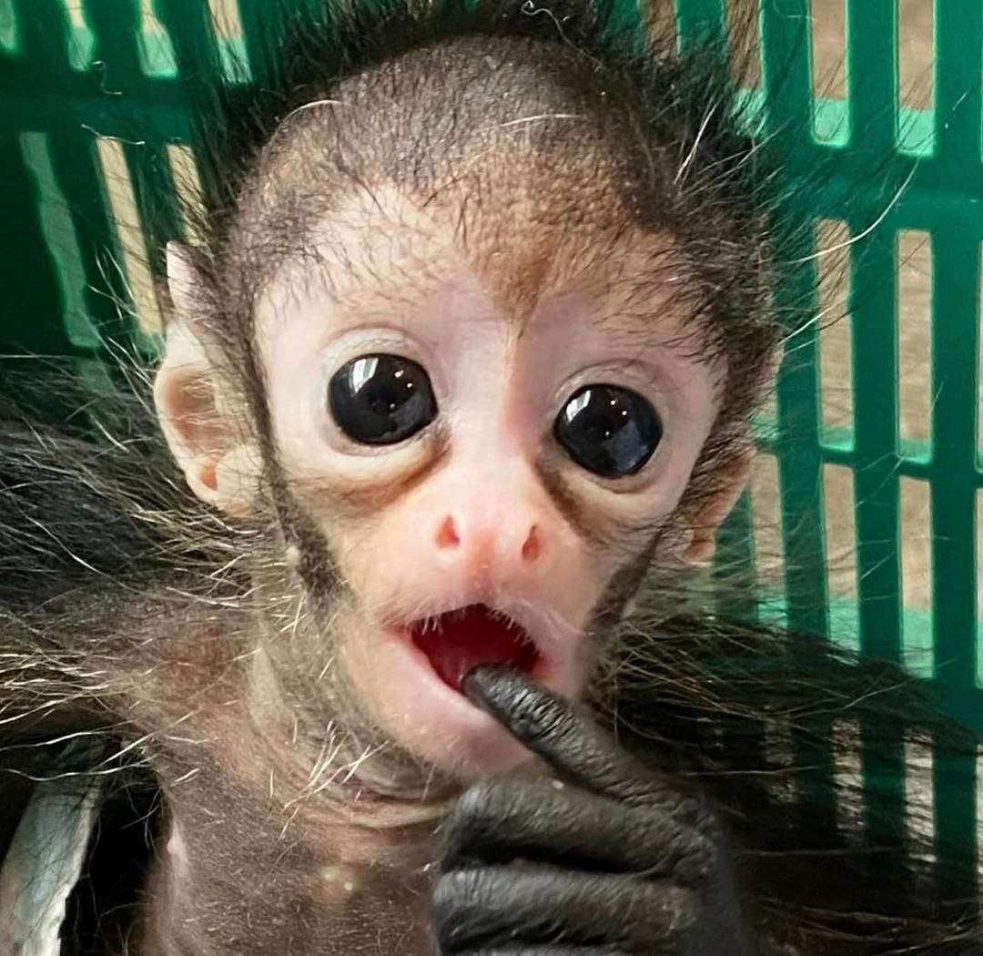 Spider monkey rescue adoption Adopt a rescued spider monkey Spider monkey sanctuary USA Spider monkey rehabilitation center Spider monkey conservation program Spider monkey rescue adoption Adopt a rescued spider monkey Spider monkey sanctuary USA Spider monkey rehabilitation center Spider monkey conservation program