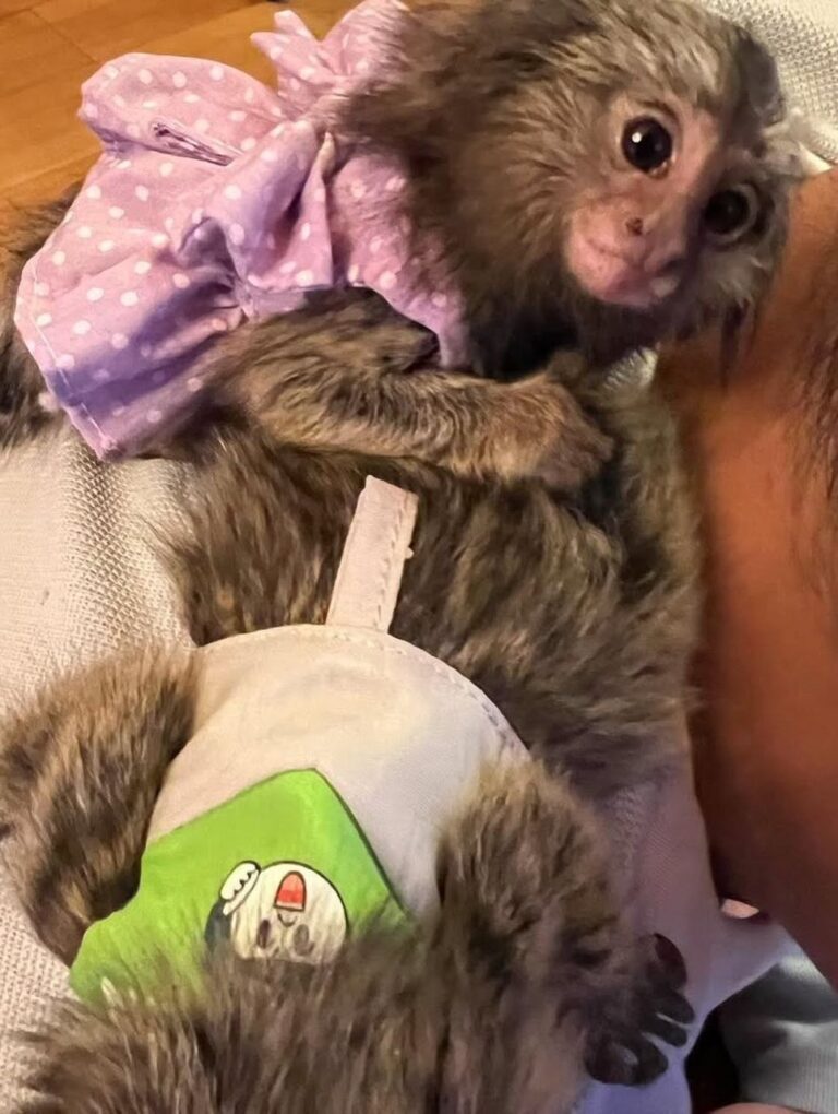 Marmoset monkey breeders USA Marmoset monkey ownership laws USA Pet marmoset information USA Marmoset monkey availability USA